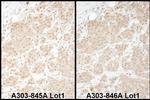 PSMA1 Antibody in Immunohistochemistry (IHC)