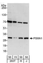 PSMA1 Antibody in Western Blot (WB)