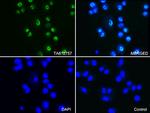 PSMA1 Antibody in Immunocytochemistry (ICC/IF)