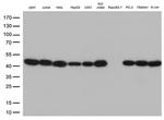 PSMA1 Antibody in Western Blot (WB)