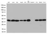 PSMA1 Antibody in Western Blot (WB)