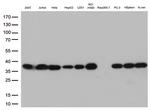 PSMA1 Antibody in Western Blot (WB)