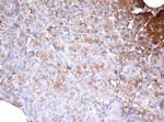 PSMA2 Antibody in Immunohistochemistry (Paraffin) (IHC (P))