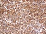 PSMA2 Antibody in Immunohistochemistry (Paraffin) (IHC (P))