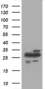 PSMA2 Antibody in Western Blot (WB)