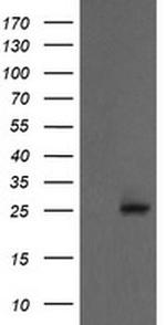 PSMA2 Antibody in Western Blot (WB)