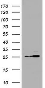 PSMA2 Antibody in Western Blot (WB)