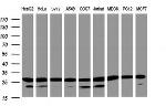 PSMA2 Antibody in Western Blot (WB)