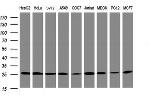 PSMA2 Antibody in Western Blot (WB)