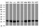 PSMA2 Antibody in Western Blot (WB)