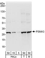 PSMA3 Antibody in Western Blot (WB)