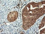 PSMA4 Antibody in Immunohistochemistry (Paraffin) (IHC (P))