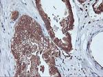 PSMA4 Antibody in Immunohistochemistry (Paraffin) (IHC (P))