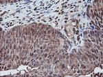 PSMA4 Antibody in Immunohistochemistry (Paraffin) (IHC (P))