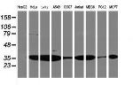 PSMA4 Antibody in Western Blot (WB)