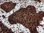 PSMA6 Antibody in Immunohistochemistry (Paraffin) (IHC (P))