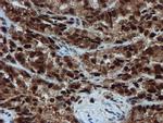 PSMA6 Antibody in Immunohistochemistry (Paraffin) (IHC (P))