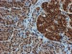 PSMA6 Antibody in Immunohistochemistry (Paraffin) (IHC (P))