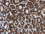 PSMA6 Antibody in Immunohistochemistry (Paraffin) (IHC (P))