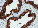 PSMA6 Antibody in Immunohistochemistry (Paraffin) (IHC (P))