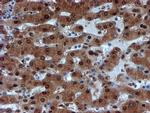 PSMA6 Antibody in Immunohistochemistry (Paraffin) (IHC (P))