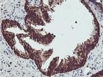 PSMB7 Antibody in Immunohistochemistry (Paraffin) (IHC (P))