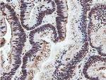 PSMB7 Antibody in Immunohistochemistry (Paraffin) (IHC (P))