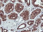 PSMB7 Antibody in Immunohistochemistry (Paraffin) (IHC (P))