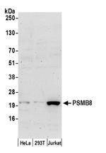 PSMB8/LMP7 Antibody in Western Blot (WB)