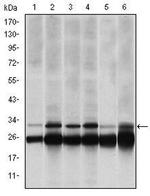 PSMB8 Antibody in Western Blot (WB)