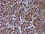 PSMB9 Antibody in Immunohistochemistry (Paraffin) (IHC (P))