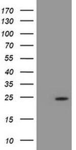 PSMB9 Antibody in Western Blot (WB)