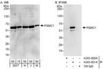 PSMC1 Antibody in Western Blot (WB)