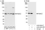 PSMC2 Antibody in Western Blot (WB)