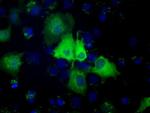 PSMC3 Antibody in Immunocytochemistry (ICC/IF)