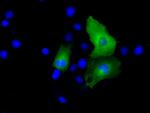 PSMC3 Antibody in Immunocytochemistry (ICC/IF)