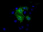 PSMC3 Antibody in Immunocytochemistry (ICC/IF)