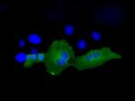 PSMC3 Antibody in Immunocytochemistry (ICC/IF)