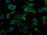 PSMC3 Antibody in Immunocytochemistry (ICC/IF)