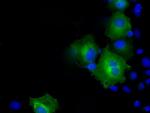 PSMC3 Antibody in Immunocytochemistry (ICC/IF)