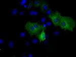 PSMC3 Antibody in Immunocytochemistry (ICC/IF)