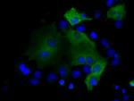 PSMC3 Antibody in Immunocytochemistry (ICC/IF)