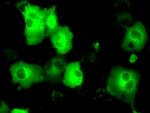 PSMC3 Antibody in Immunocytochemistry (ICC/IF)