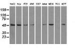 PSMC3 Antibody in Western Blot (WB)