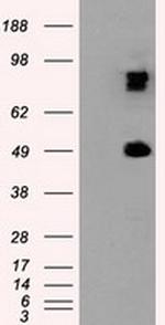 PSMC3 Antibody in Western Blot (WB)