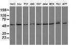PSMC3 Antibody in Western Blot (WB)