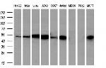 PSMC3 Antibody in Western Blot (WB)