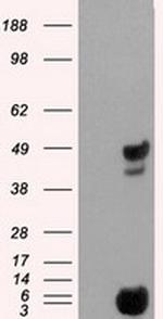 PSMC3 Antibody in Western Blot (WB)