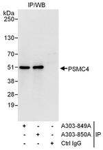 PSMC4 Antibody in Western Blot (WB)