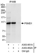 PSMD1 Antibody in Western Blot (WB)